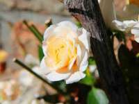 福建省南平市宏鑫福贸易有限公司