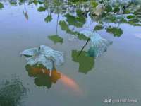 福建省南平市宏鑫福贸易有限公司