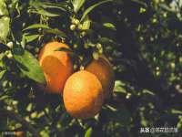福建省南平市宏鑫福贸易有限公司
